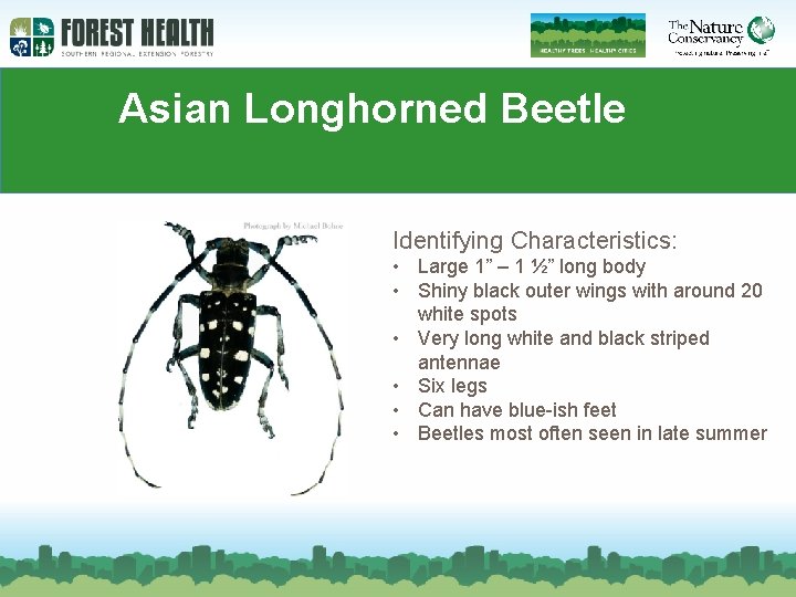 Asian Longhorned Beetle Identifying Characteristics: • Large 1” – 1 ½” long body •