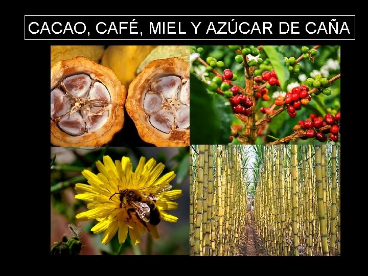 CACAO, MIEL Y AZÚCAR DE CAÑA ELCAFÉ, HUERTO URBANO 