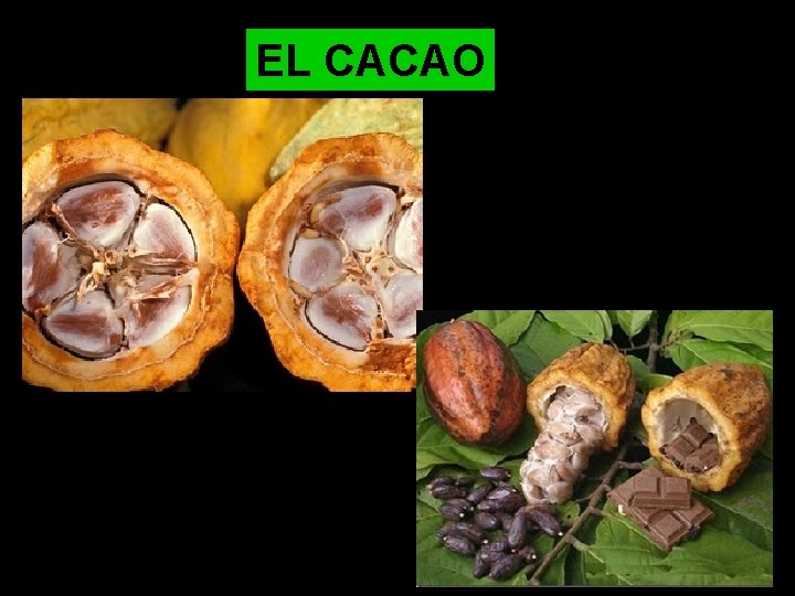 EL CACAO 