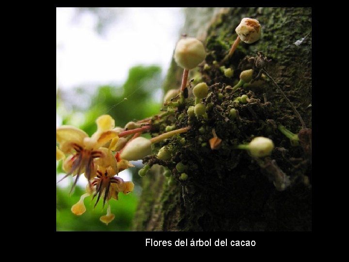 Flores del árbol del cacao 