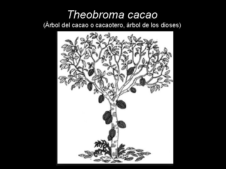 Theobroma cacao (Árbol del cacao o cacaotero, árbol de los dioses) 