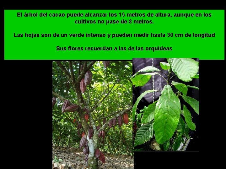 El árbol del cacao puede alcanzar los 15 metros de altura, aunque en los