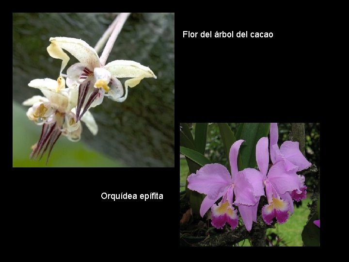 Flor del árbol del cacao Orquídea epífita 