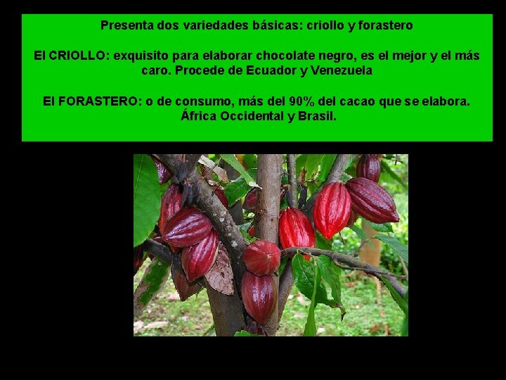 Presenta dos variedades básicas: criollo y forastero El CRIOLLO: exquisito para elaborar chocolate negro,
