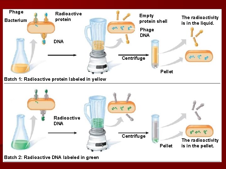 Phage Bacterium Radioactive protein Empty protein shell The radioactivity is in the liquid. Phage