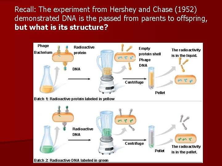 Recall: The experiment from Hershey and Chase (1952) demonstrated DNA is the passed from