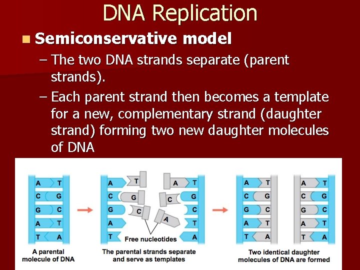 DNA Replication n Semiconservative model – The two DNA strands separate (parent strands). –