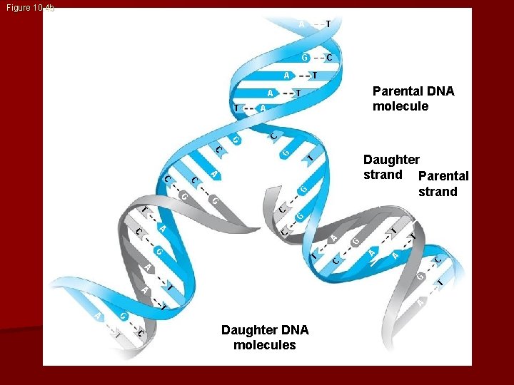 Figure 10. 4 b A T G C A A Parental DNA molecule T