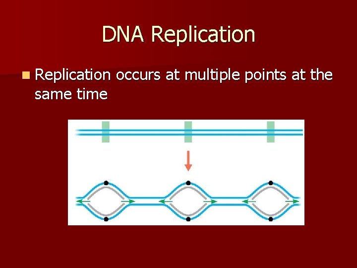 DNA Replication n Replication same time occurs at multiple points at the 