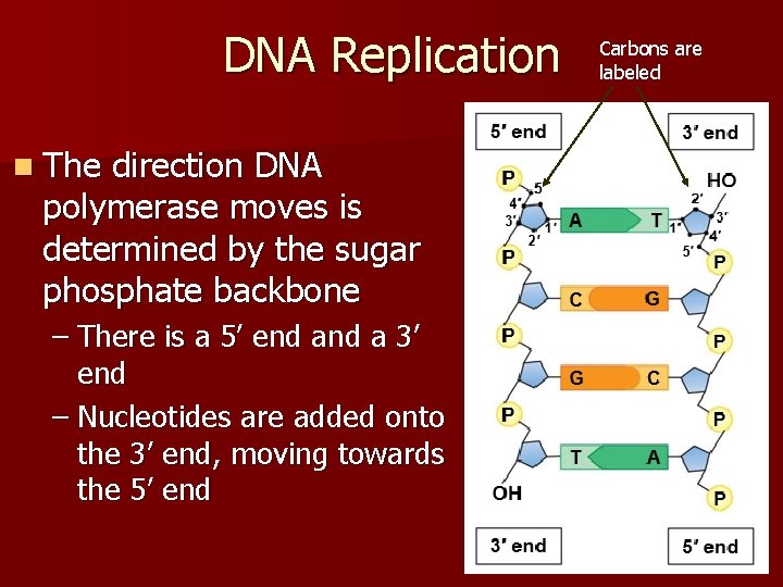 DNA Replication n The direction DNA polymerase moves is determined by the sugar phosphate