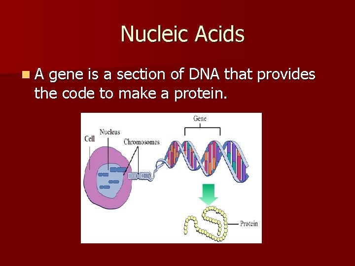 Nucleic Acids n. A gene is a section of DNA that provides the code