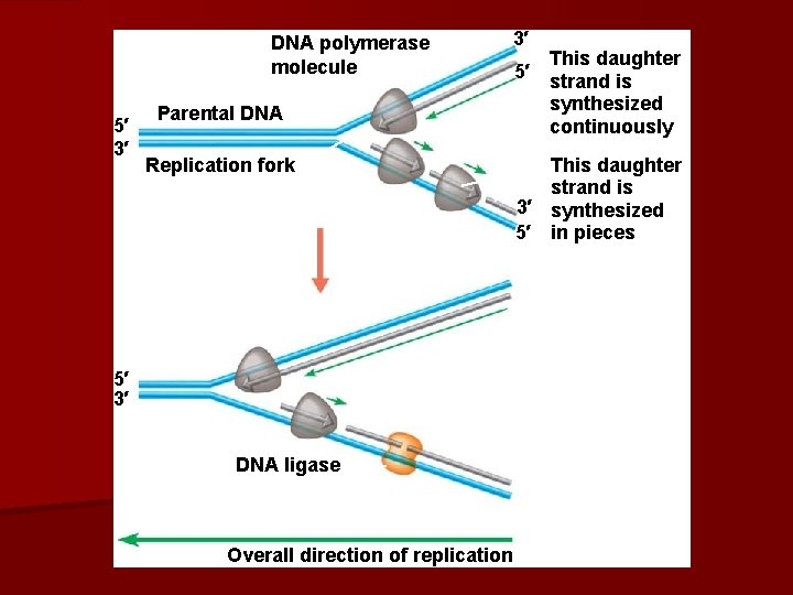 DNA polymerase molecule 5′ 3′ Parental DNA Replication fork 5′ 3′ DNA ligase Overall