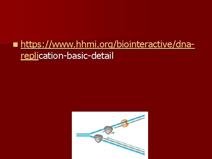 n https: //www. hhmi. org/biointeractive/dna- replication-basic-detail 