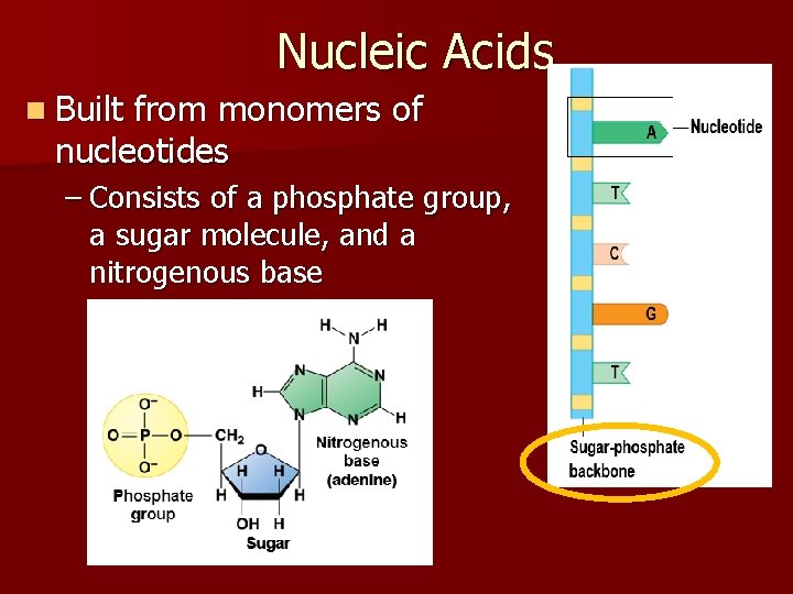 Nucleic Acids n Built from monomers of nucleotides – Consists of a phosphate group,