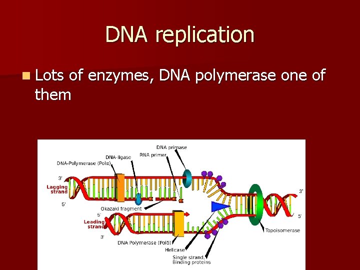 DNA replication n Lots of enzymes, DNA polymerase one of them 