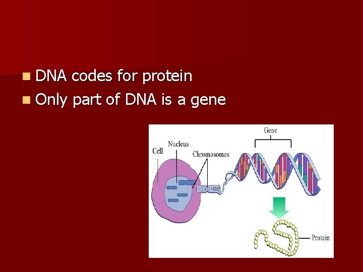 n DNA codes for protein n Only part of DNA is a gene 