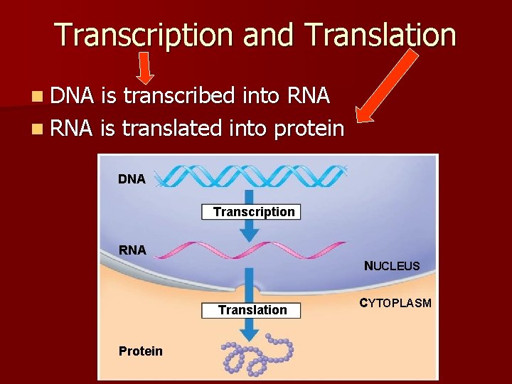 Transcription and Translation n DNA is transcribed into RNA n RNA is translated into