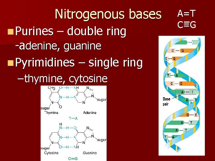 Nitrogenous bases n Purines – double ring -adenine, guanine n Pyrimidines – single ring