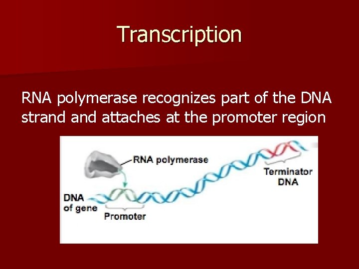 Transcription RNA polymerase recognizes part of the DNA strand attaches at the promoter region