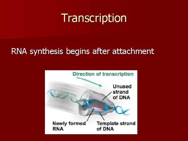 Transcription RNA synthesis begins after attachment 