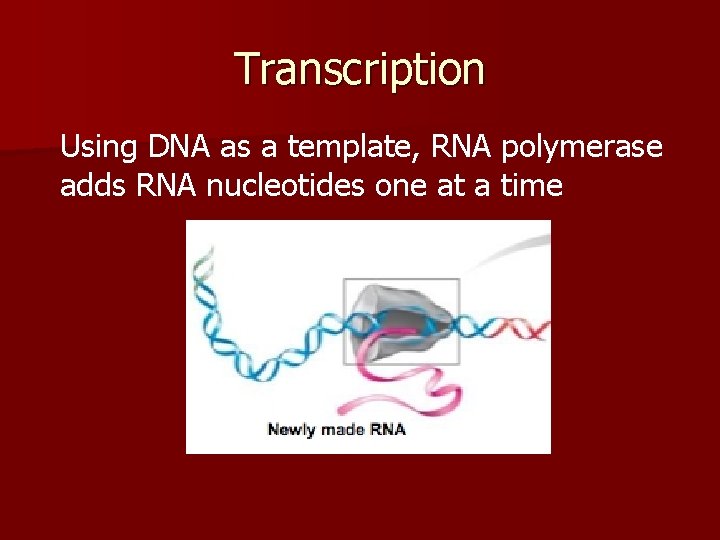 Transcription Using DNA as a template, RNA polymerase adds RNA nucleotides one at a
