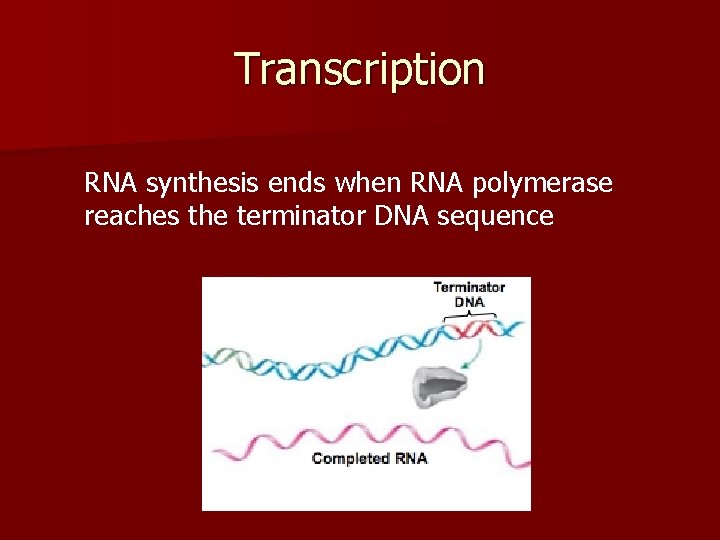 Transcription RNA synthesis ends when RNA polymerase reaches the terminator DNA sequence 