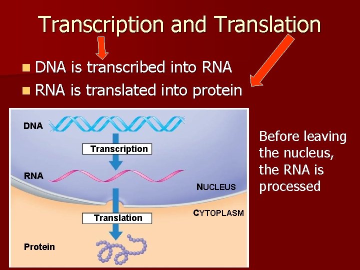 Transcription and Translation n DNA is transcribed into RNA n RNA is translated into