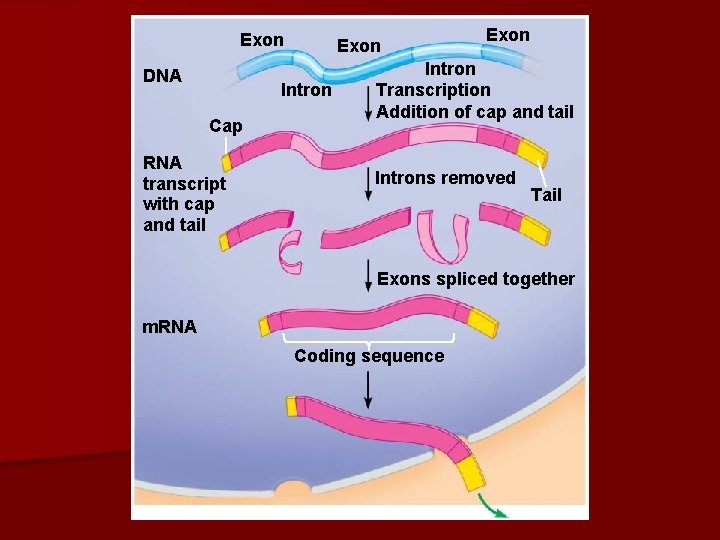 Exon DNA Exon Intron Cap RNA transcript with cap and tail Exon Intron Transcription