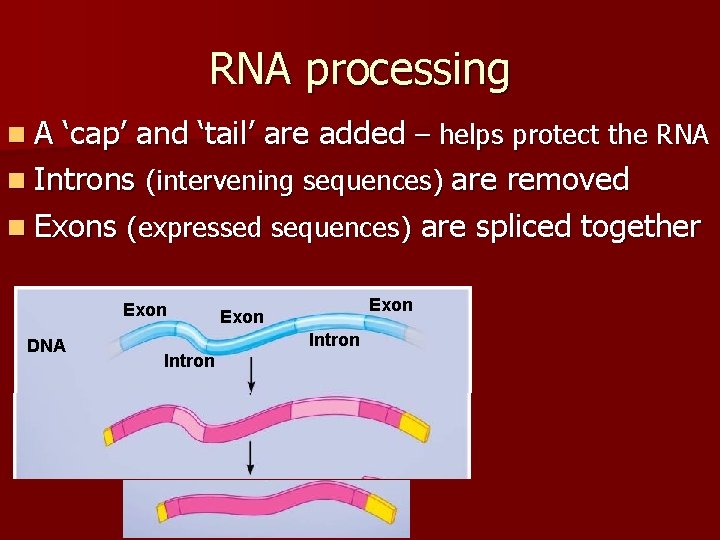 RNA processing n. A ‘cap’ and ‘tail’ are added – helps protect the RNA