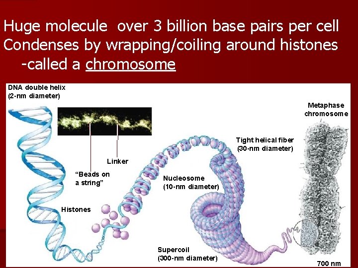 Huge molecule over 3 billion base pairs per cell Condenses by wrapping/coiling around histones