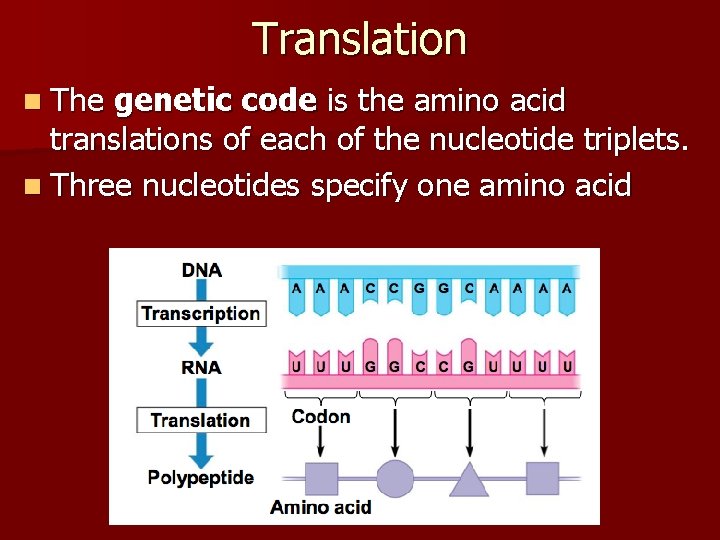 Translation n The genetic code is the amino acid translations of each of the