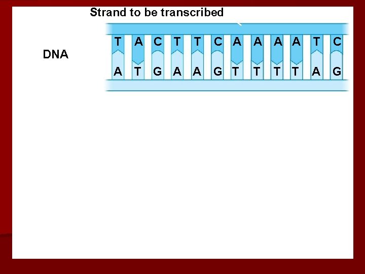 Strand to be transcribed DNA T A C T T C A A T