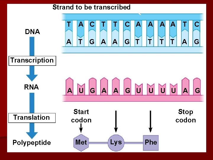 Strand to be transcribed DNA T A C T T C A A T