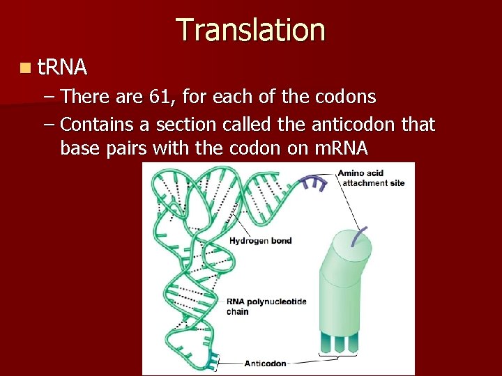 Translation n t. RNA – There are 61, for each of the codons –