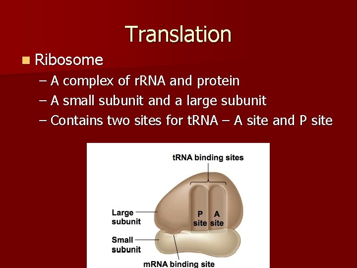 Translation n Ribosome – A complex of r. RNA and protein – A small