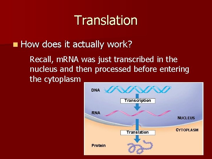 Translation n How does it actually work? Recall, m. RNA was just transcribed in