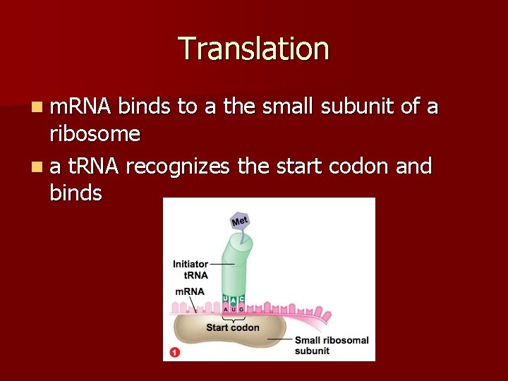 Translation n m. RNA binds to a the small subunit of a ribosome n