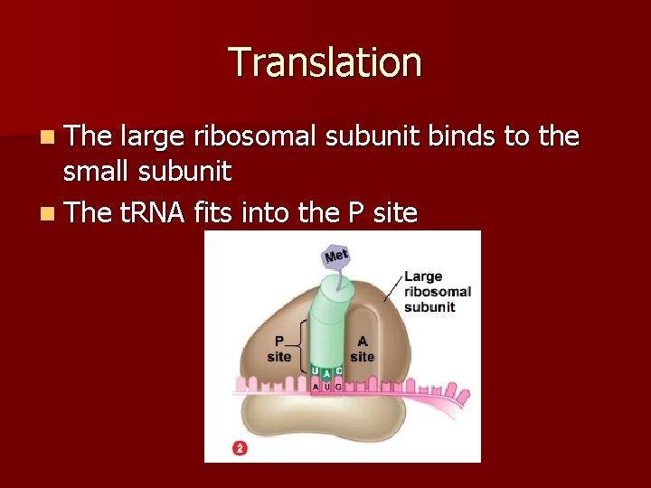 Translation n The large ribosomal subunit binds to the small subunit n The t.