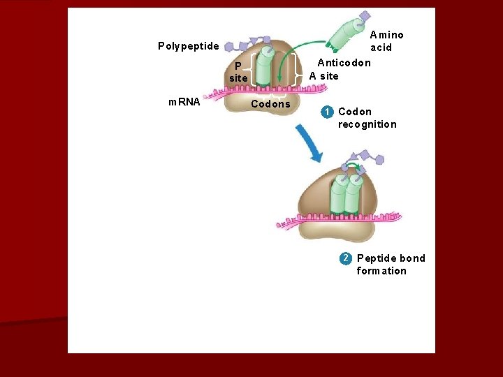 Amino acid Anticodon A site Polypeptide P site m. RNA Codons 1 Codon recognition