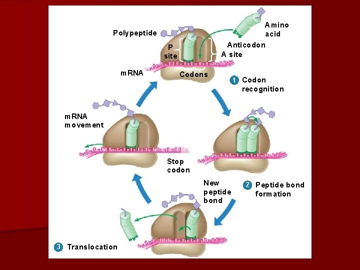 Amino acid Anticodon A site Polypeptide P site m. RNA Codons 1 Codon recognition