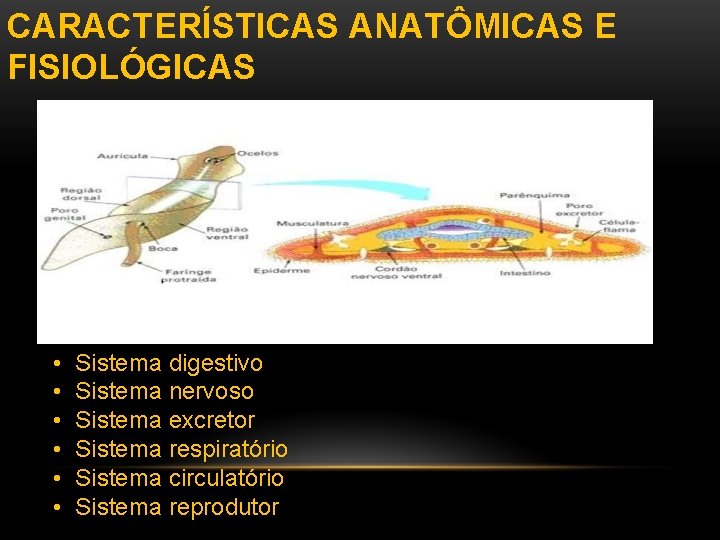 CARACTERÍSTICAS ANATÔMICAS E FISIOLÓGICAS • • • Sistema digestivo Sistema nervoso Sistema excretor Sistema