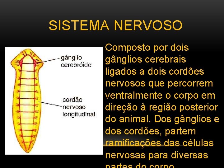 SISTEMA NERVOSO Composto por dois gânglios cerebrais ligados a dois cordões nervosos que percorrem