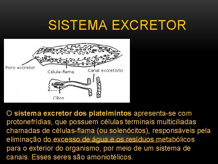 SISTEMA EXCRETOR O sistema excretor dos platelmintos apresenta-se com protonefrídias, que possuem células terminais