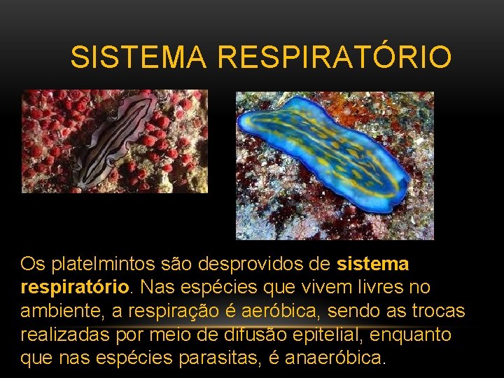 SISTEMA RESPIRATÓRIO Os platelmintos são desprovidos de sistema respiratório. Nas espécies que vivem livres