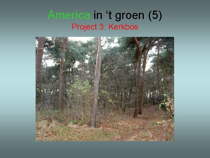 America in ‘t groen (5) Project 3: Kerkbos 