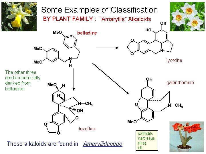 Some Examples of Classification BY PLANT FAMILY : “Amaryllis” Alkaloids belladine lycorine The other