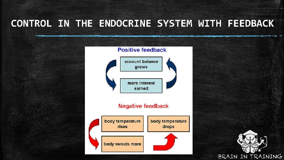 CONTROL IN THE ENDOCRINE SYSTEM WITH FEEDBACK 