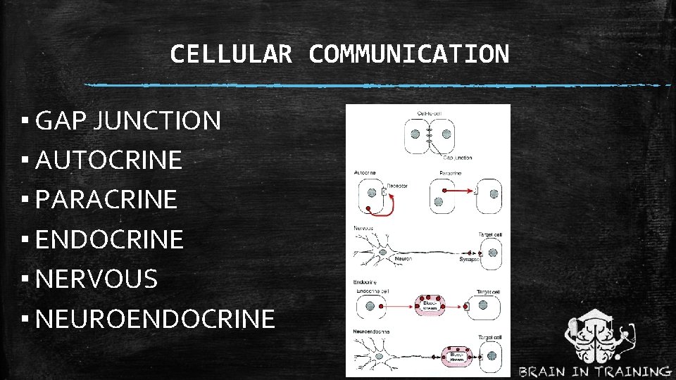 CELLULAR COMMUNICATION ▪ GAP JUNCTION ▪ AUTOCRINE ▪ PARACRINE ▪ ENDOCRINE ▪ NERVOUS ▪