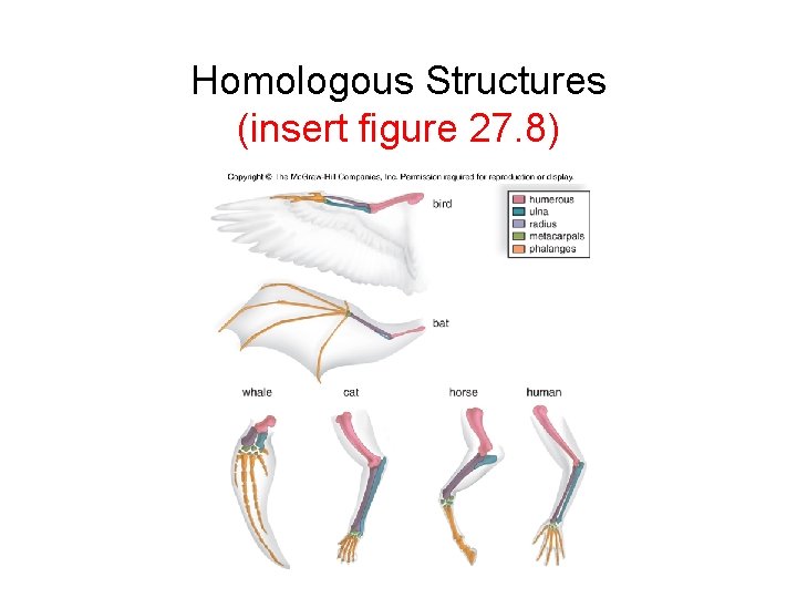 Homologous Structures (insert figure 27. 8) 