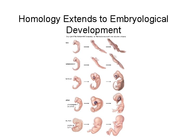 Homology Extends to Embryological Development 